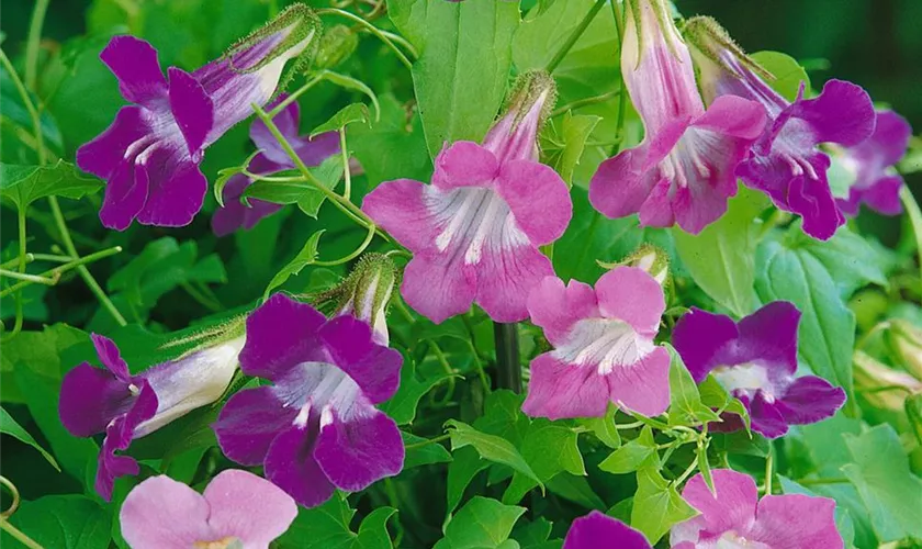 Asarina scandens 'Mystic Purple'