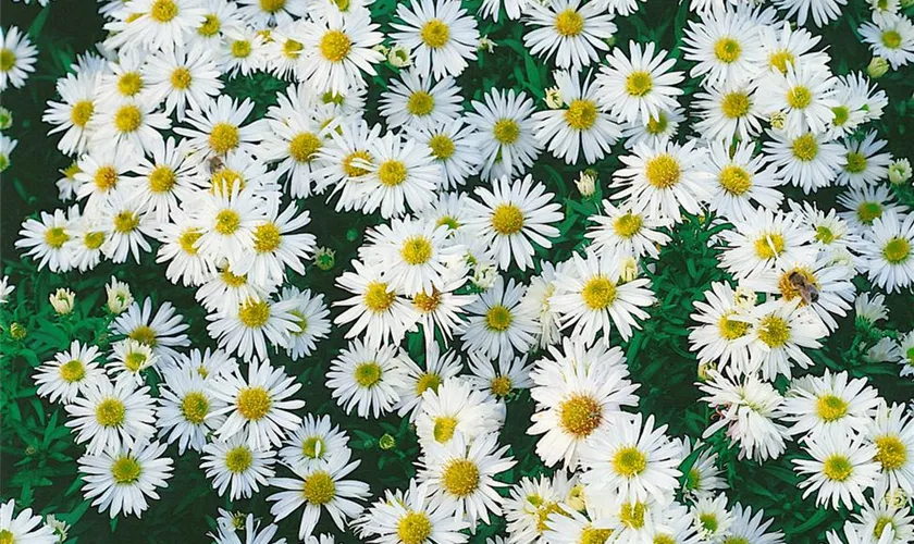 Garten-Kissen-Aster 'Magic White'