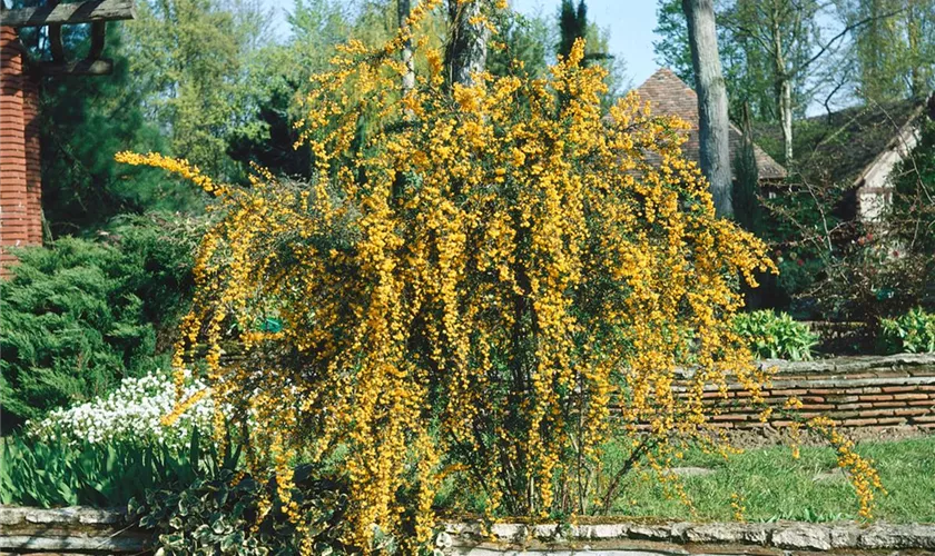 Schmalblättrige Berberitze 'Pendula'