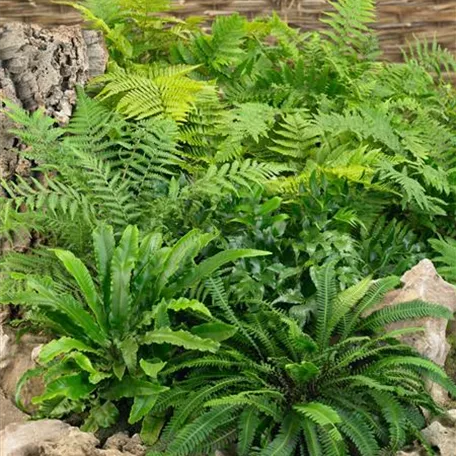 Blechnum flabellatum