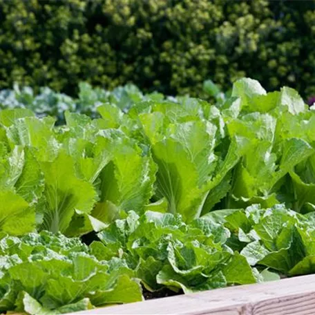 Brassica rapa subsp. pekinensis 'Natsuki'