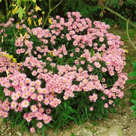 Aster dumosus 'Majoric'