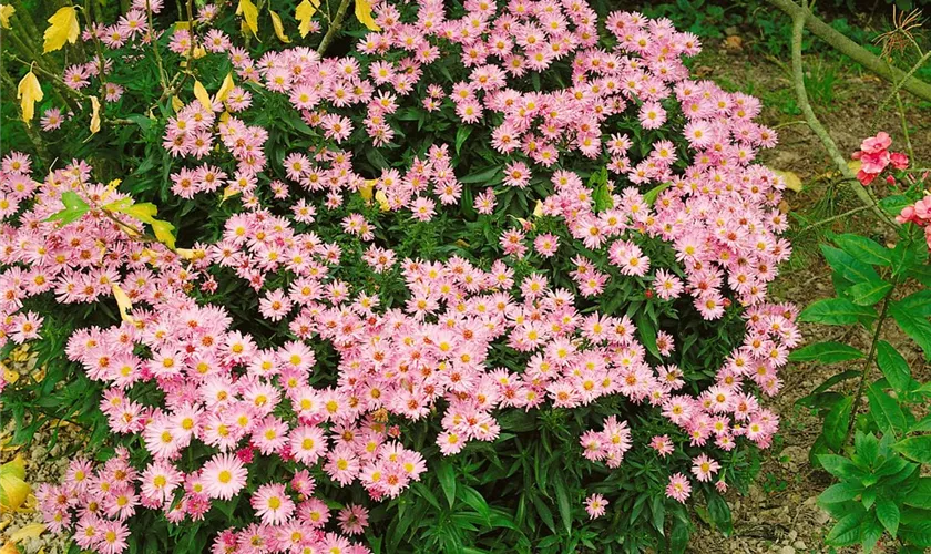 Garten-Kissen-Aster 'Majoric'