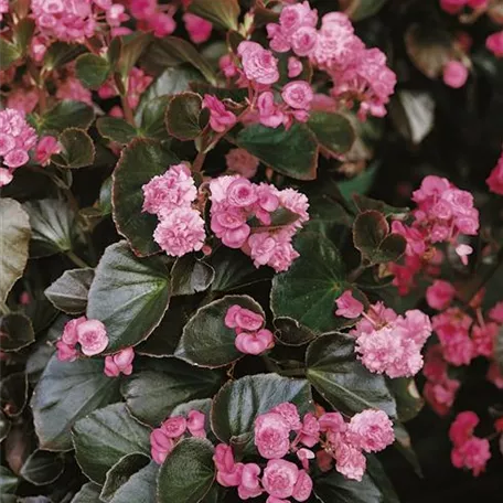 Eis-Begonie 'Eureka Bronze Pink'