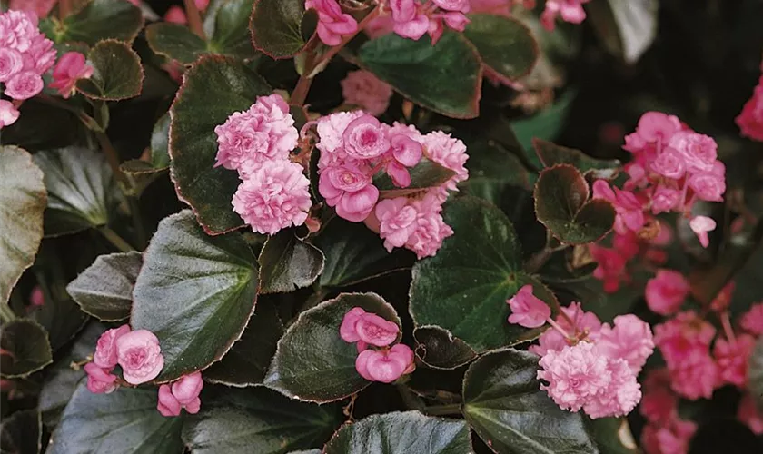 Begonia semperflorens 'Eureka Bronze Pink'