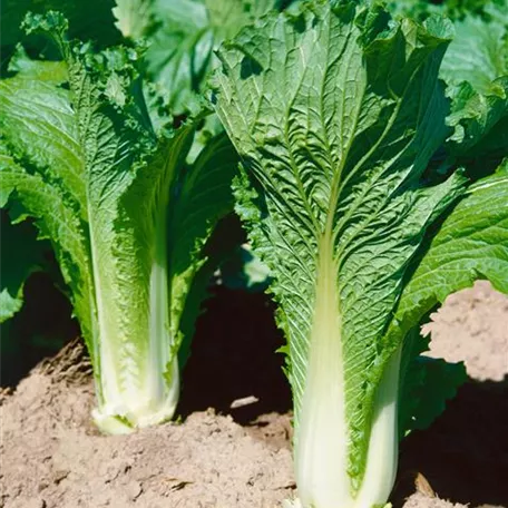 Brassica rapa subsp. pekinensis 'Granaat'