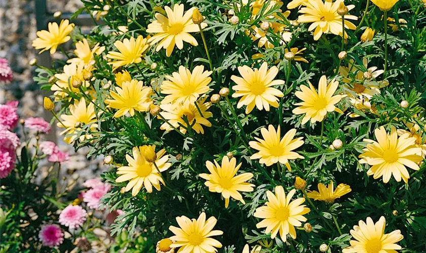 Strauchmargerite 'Butterfly'