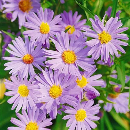 Aster dumosus 'Pacific Amaranth'