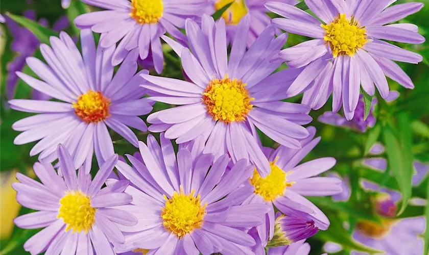 Garten-Kissen-Aster 'Pacific Amaranth'