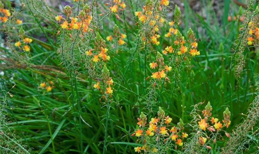 Bulbine frutescens