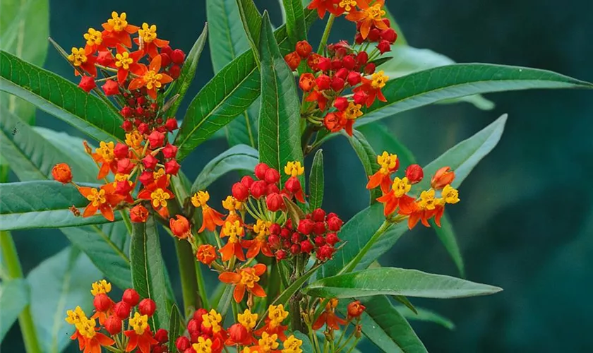 Asclepias curassavica 'Passaro Scarlet'