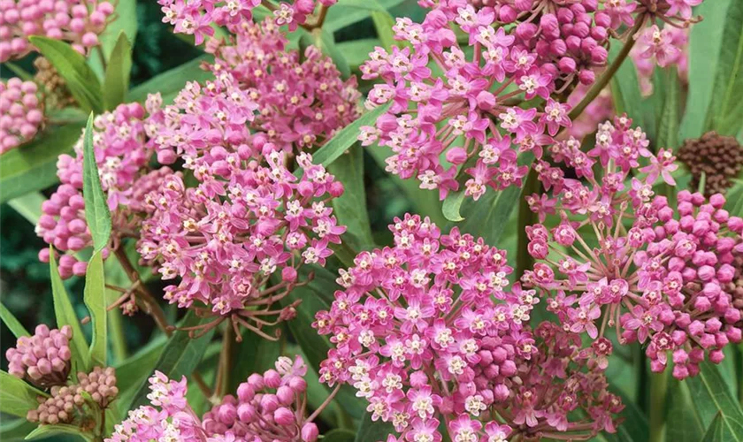 Asclepias incarnata 'Cinderella'