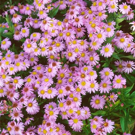 Aster dumosus 'Peter Pan'