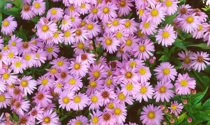 Garten-Kissen-Aster 'Peter Pan'