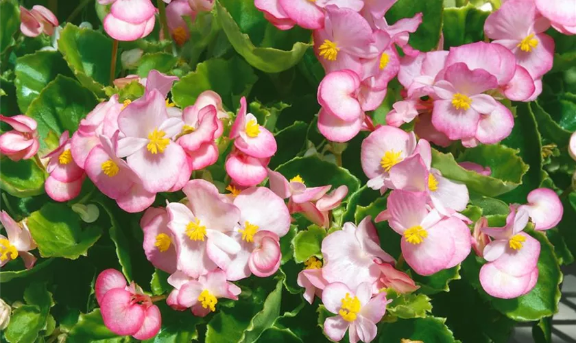 Begonia semperflorens 'Juwel Bicolor'