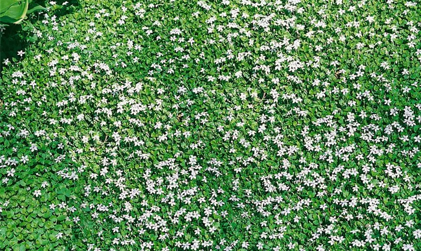 Isotoma fluviatilis 'White Splash'