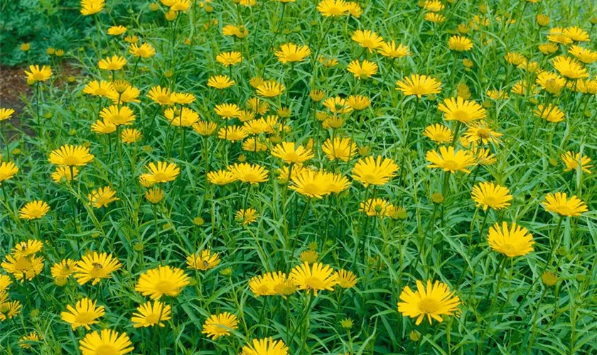 Garten-Rindsauge 'Golden Yellow'