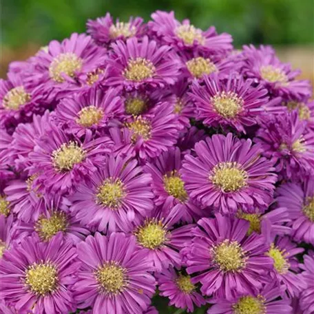 Aster dumosus 'Pink Topas'