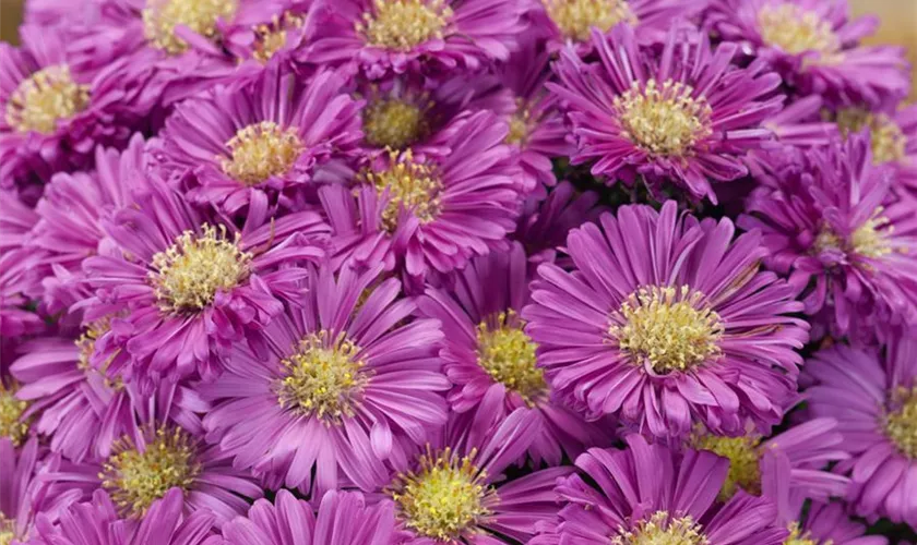 Garten-Kissen-Aster 'Pink Topas'