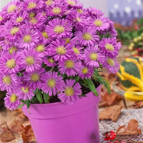 Aster dumosus 'Sapphire'®