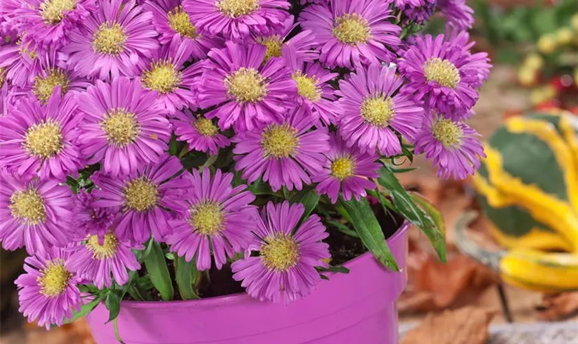 Garten-Kissen-Aster 'Sapphire'®