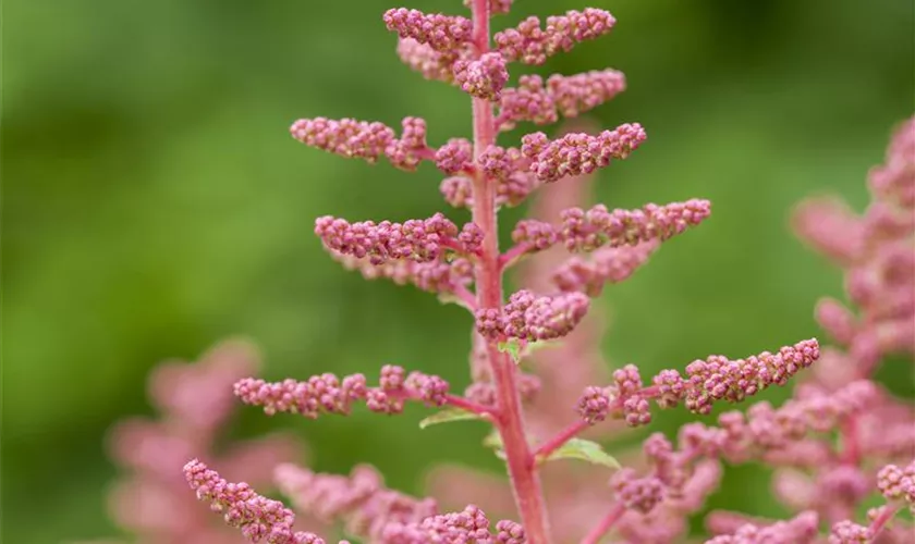 Prachtspiere 'Younique Carmine'®