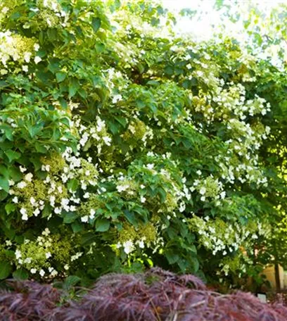 Kletterpflanzen – die grünen Bergsteiger im Garten