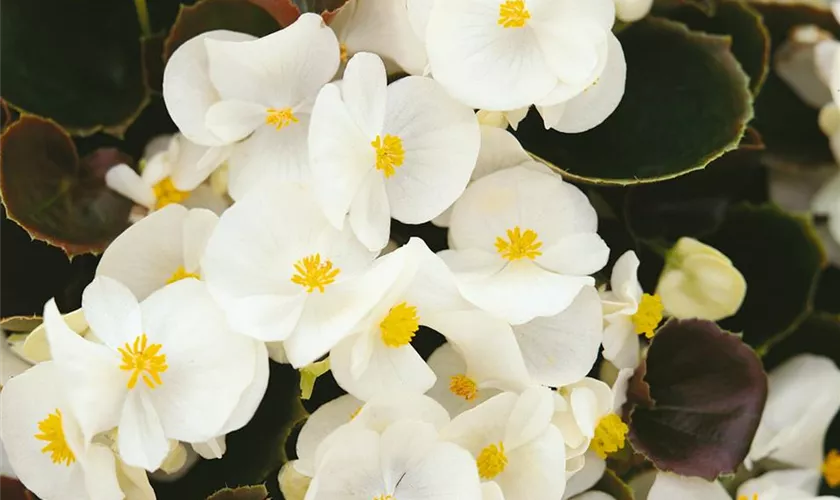 Begonia semperflorens 'Lotto White'