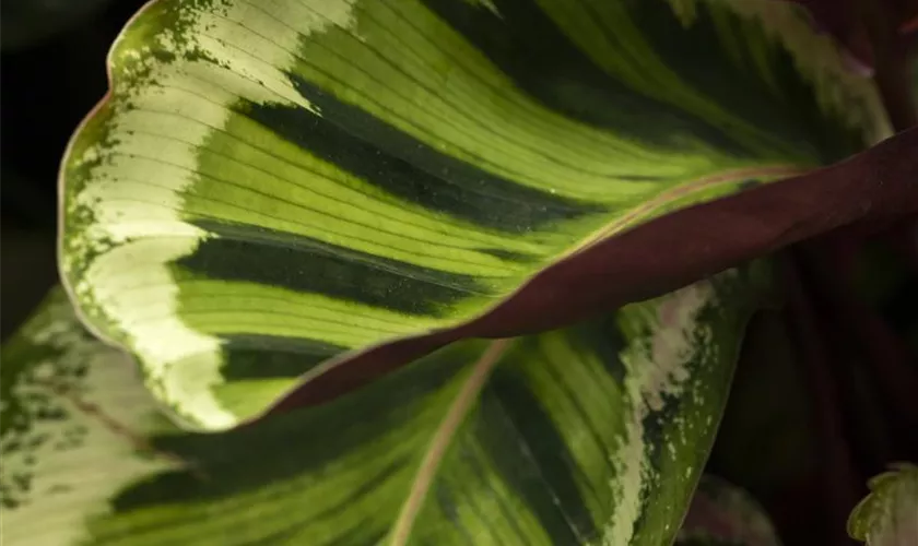 Calathea 'Angela'