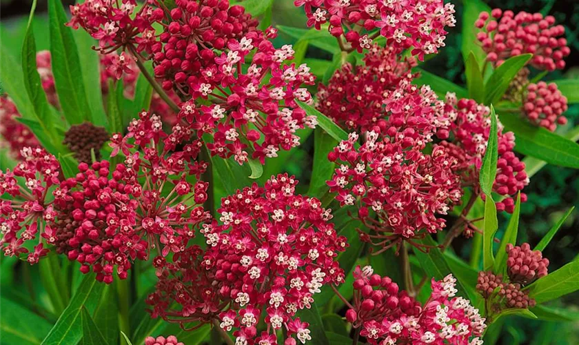 Asclepias incarnata 'Soulmate'