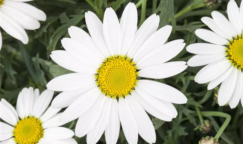 Strauchmargerite 'Everest'