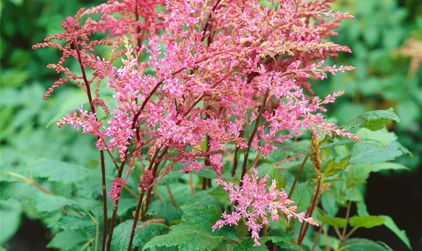 Kleine Garten-Prachtspiere 'Poschka'