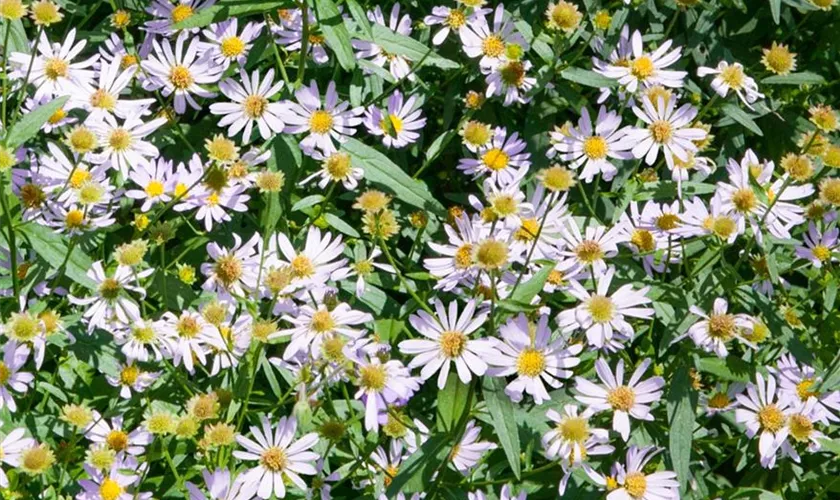 Boltonia asteroides 'Jim Crockett'