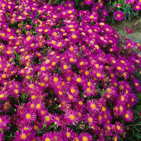 Aster dumosus 'Rubin'