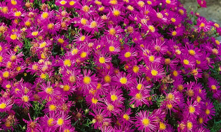 Garten-Kissen-Aster 'Rubin'