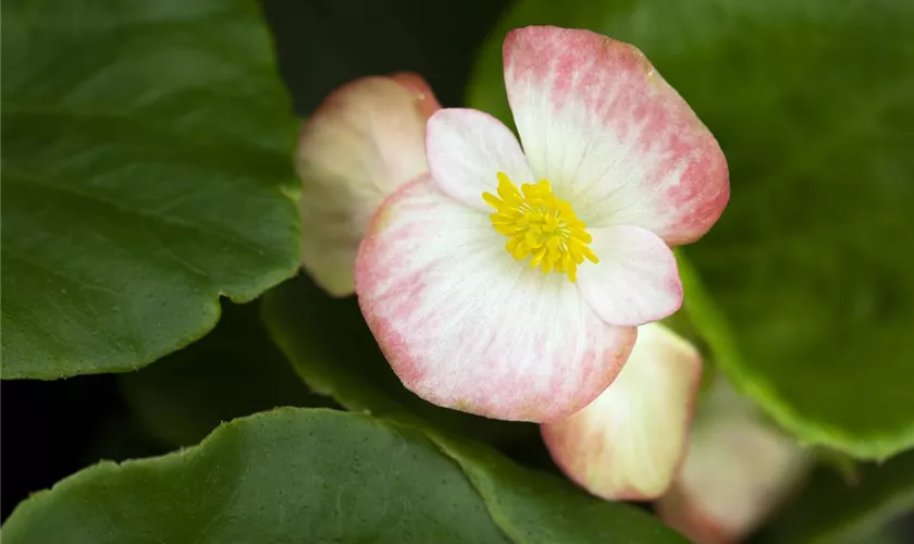 Begonia semperflorens 'Sprint Plus'