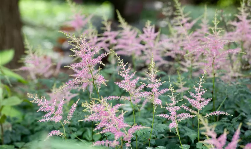 Kleine Garten-Prachtspiere 'Inshriach Pink'