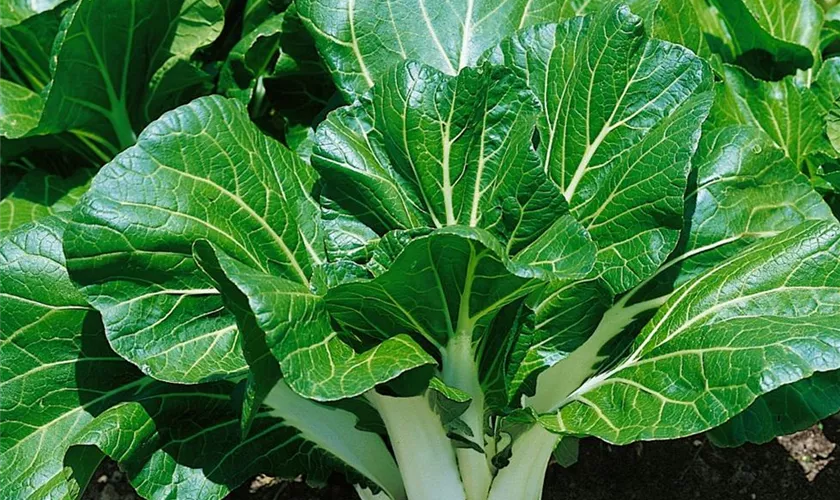 Pak Choi