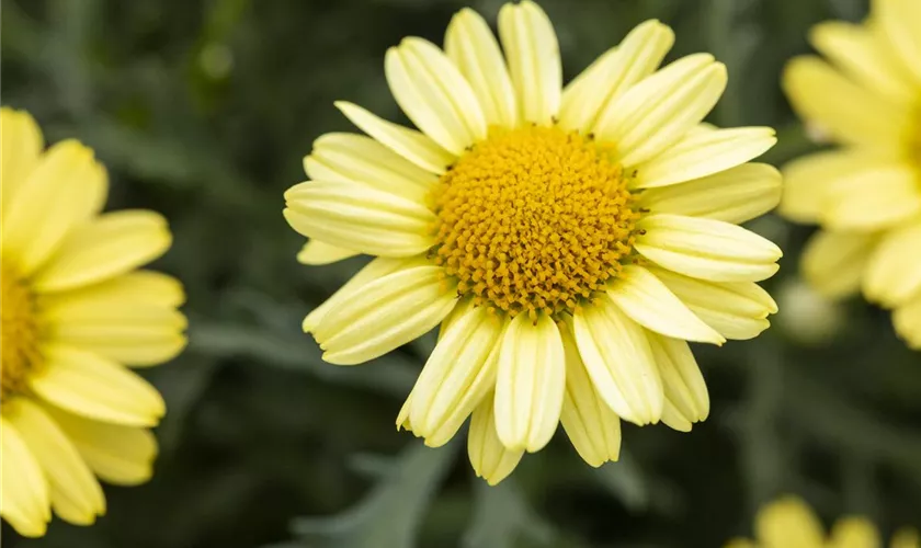 Strauchmargerite 'LaRita® Yellow'