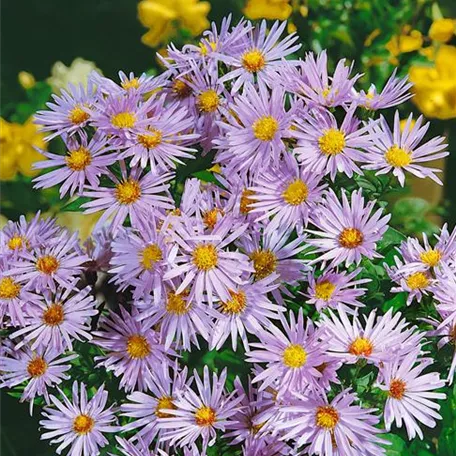 Aster dumosus 'Silberball'