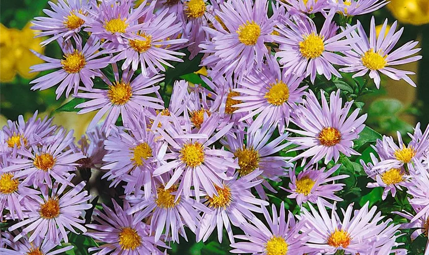 Garten-Kissen-Aster 'Silberball'