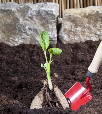 Keine Angst im Dunkeln – Blumenzwiebeln überwintern