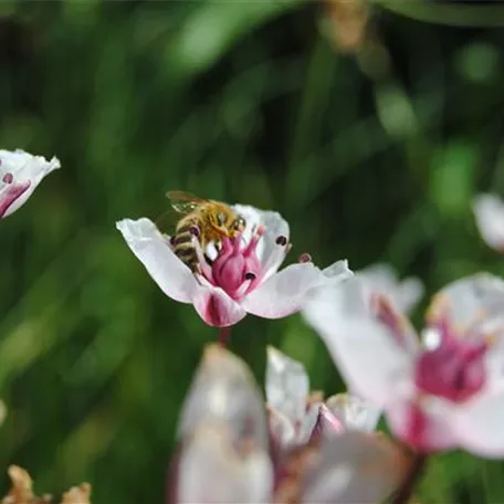 Garten-Schwanenblume