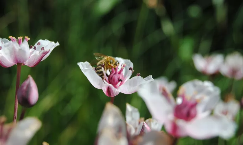 Butomus umbellatus 'Alba'