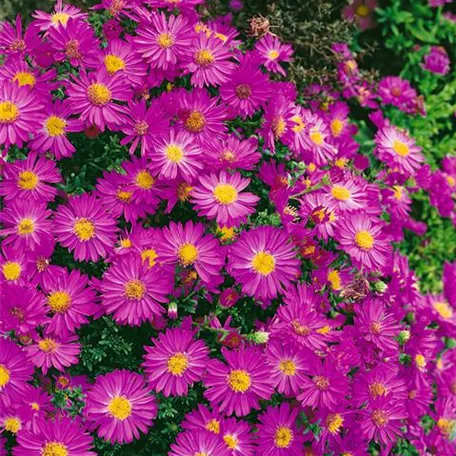 Aster dumosus 'Starlight'