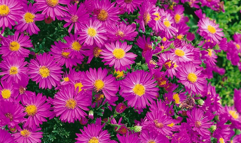 Garten-Kissen-Aster 'Starlight'