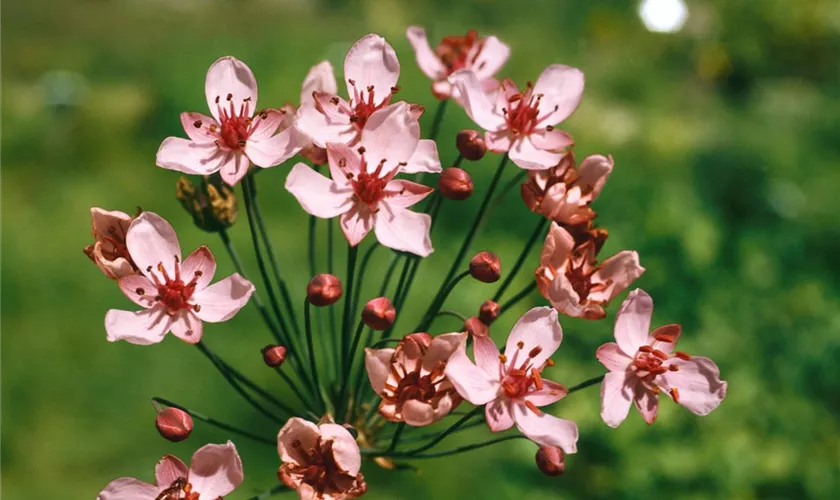 Butomus umbellatus 'Rosenrot'