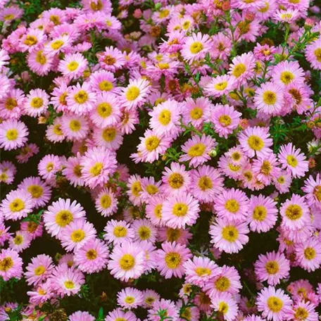 Aster dumosus 'Tina'