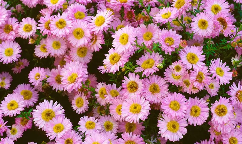 Garten-Kissen-Aster 'Tina'