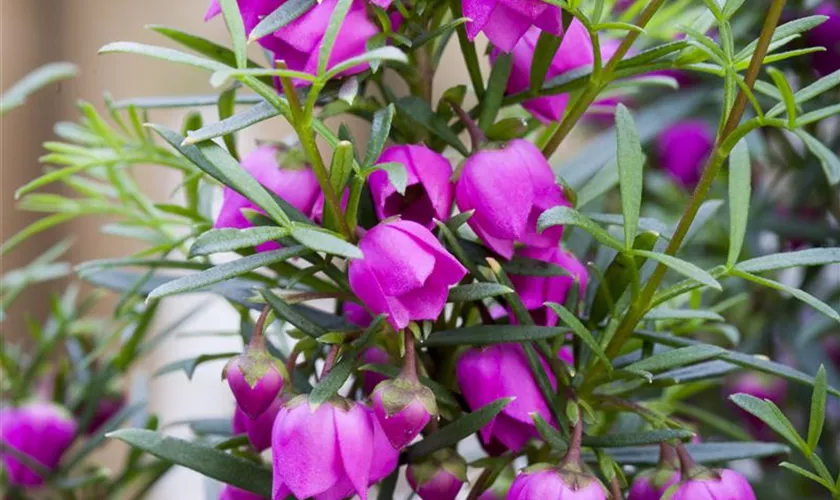 Boronia heterophylla